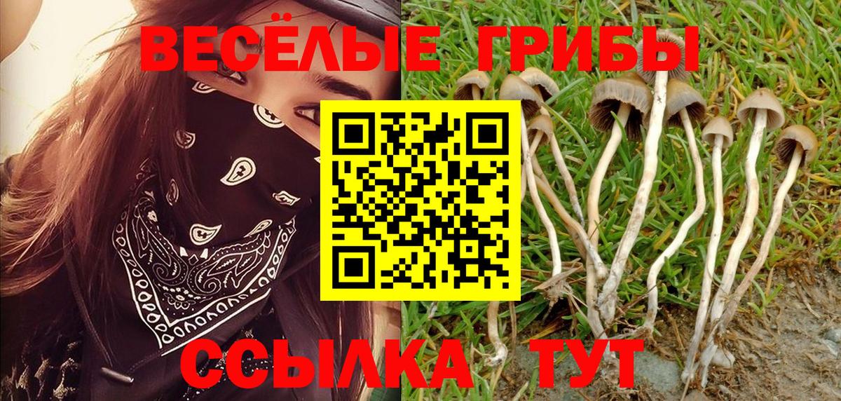 Галлюциногенные грибы Psilocybe  как найти наркотики  Галлюциногенные грибы Psilocybine cubensis  Мариинск  Вход с VPN 